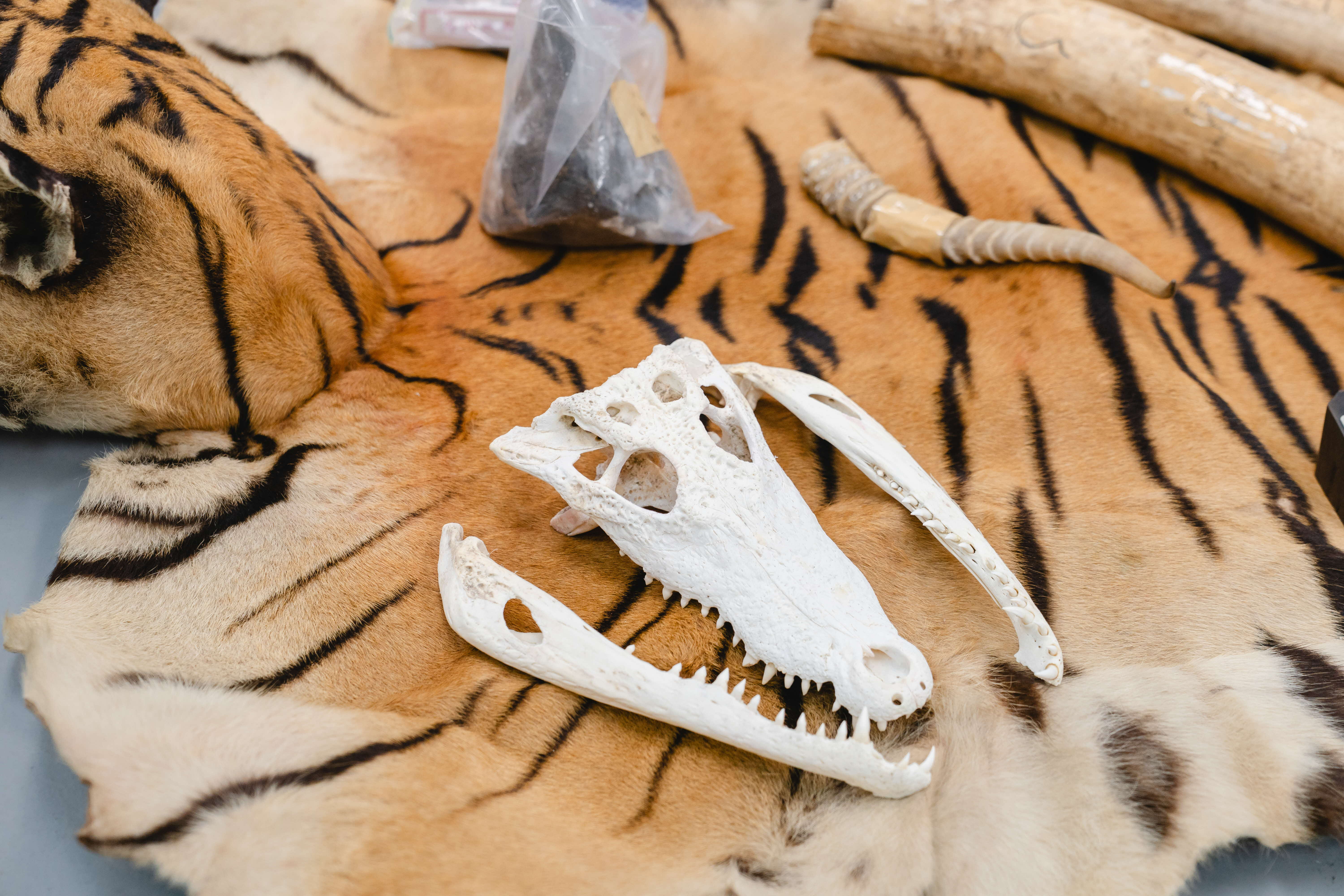 A photograph of an animal skull and various horns laid on a tiger skin
